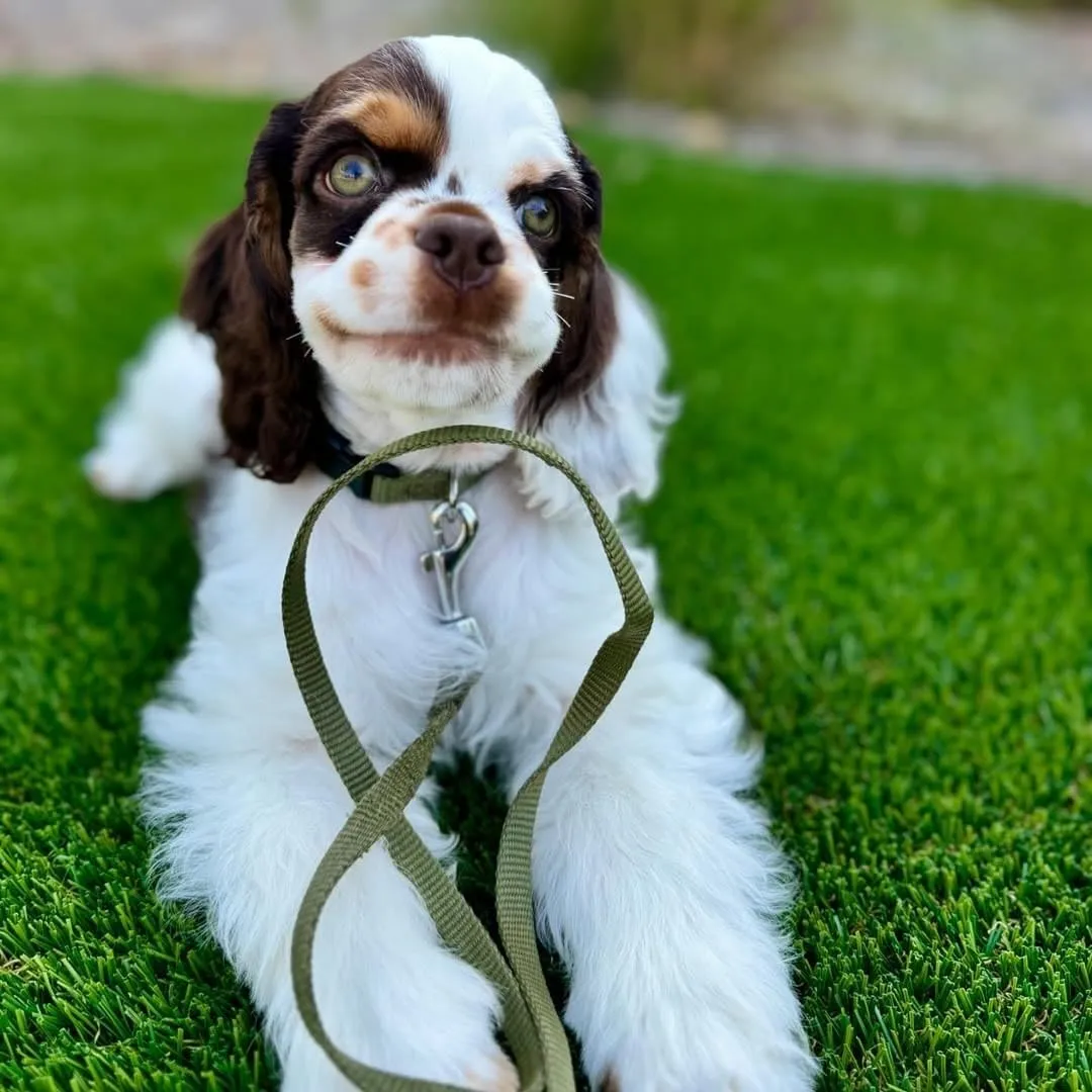 Blueberry Pet Essentials Small Dog Collar | Girl Dog Collars Fall | Female Dog Collar Small | Fired Brick Dog Collars for Small Dogs | Quick Release Dog Collar | Fired Brick Nylon Dog Collar