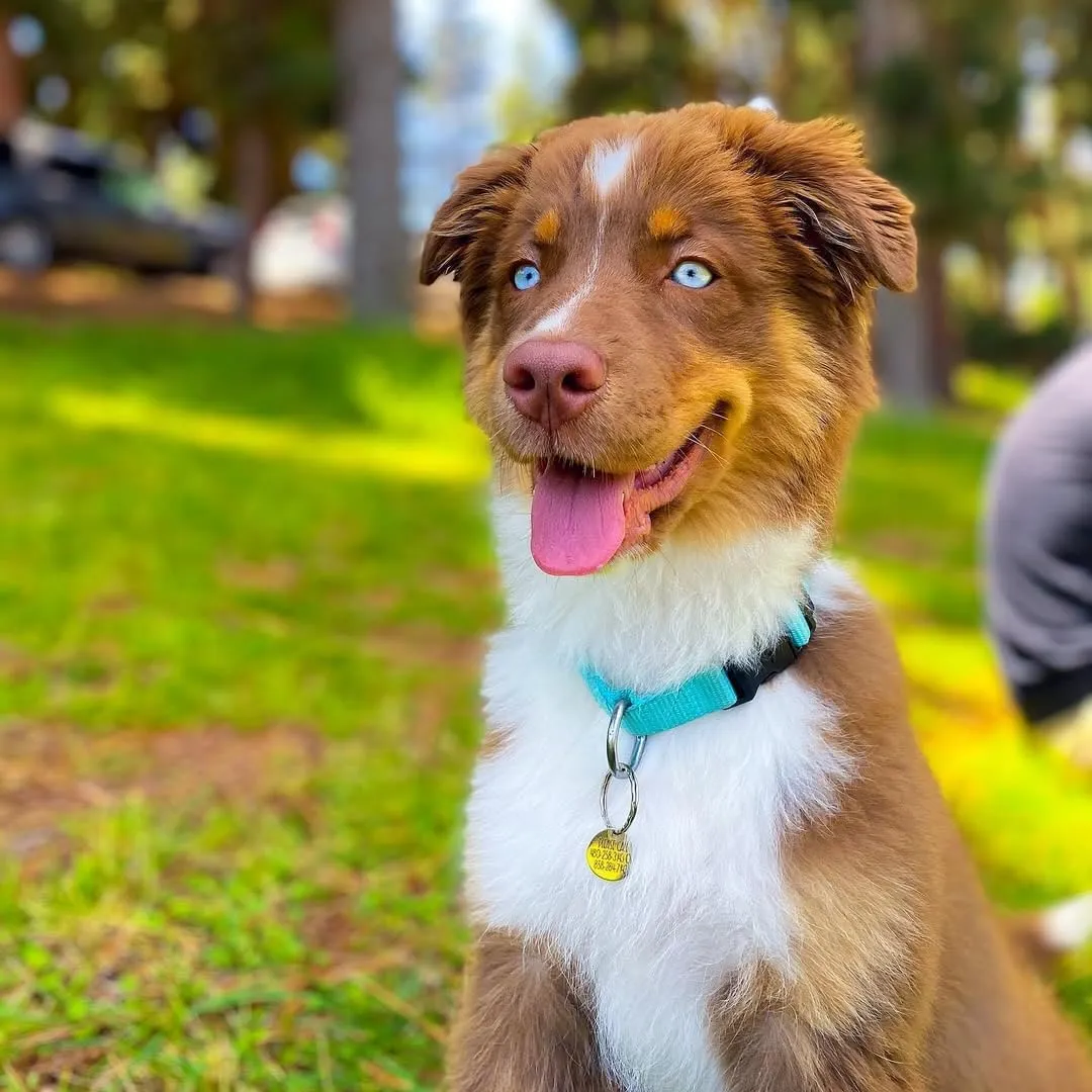 Blueberry Pet Essentials Small Dog Collar | Girl Dog Collars Fall | Female Dog Collar Small | Fired Brick Dog Collars for Small Dogs | Quick Release Dog Collar | Fired Brick Nylon Dog Collar